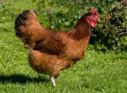 Live Poultry Store — our Texas farm where we raise NPIP certified chickens since 2003