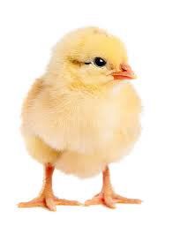Baby chicks for sale — day-old and started chicks shipped nationwide