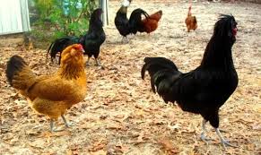 Heritage breed chickens for sale — Wyandotte, Sussex, Plymouth Rock and more