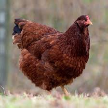 Buckeye chicken for sale — only breed developed by a woman, cold-hardy Ohio heritage