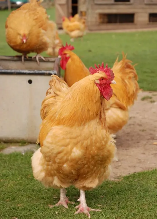 Buff Orpington hen for sale — gentle family-friendly heritage breed, 200-280 eggs per year