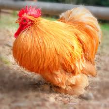Cochin chicken for sale — fluffy feathered breed, calm show quality dual-purpose
