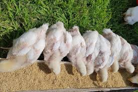 Cornish Cross broiler chicken for sale — reaches 6-8 lbs in 6-8 weeks, best feed conversion