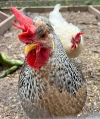 Cream Legbar hen for sale — autosexing blue egg layer, crested heritage breed