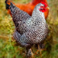 Cuckoo Marans hen for sale — dark chocolate eggs, cuckoo barred plumage