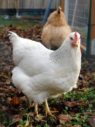 Delaware hen for sale — rare American heritage breed, dual-purpose layer