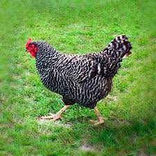 Dominique hen for sale — America's oldest breed, rose comb dual-purpose