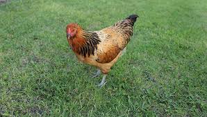 Easter Egger hen for sale — lays blue, green and pink eggs, trending backyard breed 2025