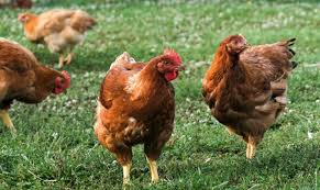 Freedom Ranger broiler chicken for sale — pasture-raised slow-grow meat bird