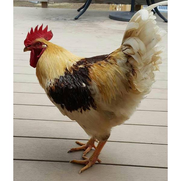 Golden Comet hen for sale — 280-300 brown eggs per year, sex-linked layer