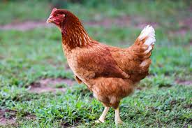 ISA Brown hen for sale — 300-320 eggs per year, heat tolerant ideal for Texas