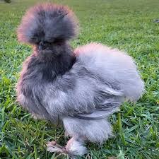 Silkie Bantam chicken for sale — fluffy silk-feathered show and pet breed