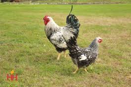 Silver Laced Wyandotte hen for sale — stunning heritage breed, 200-240 eggs per year