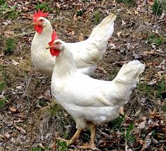 White Leghorn hen for sale — 280-320 white eggs per year, commercial layer